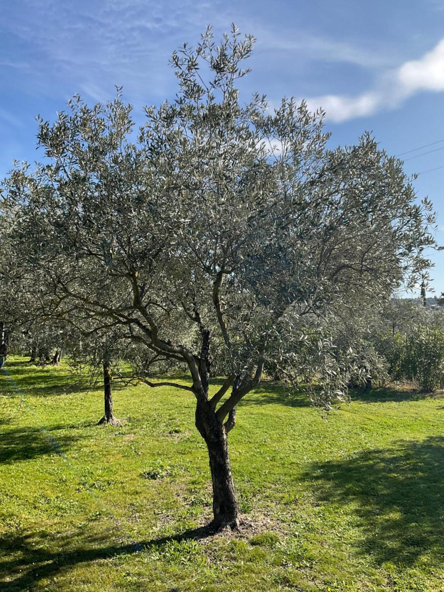 Provence Km28 Bed & Breakfast Gordes Luaran gambar